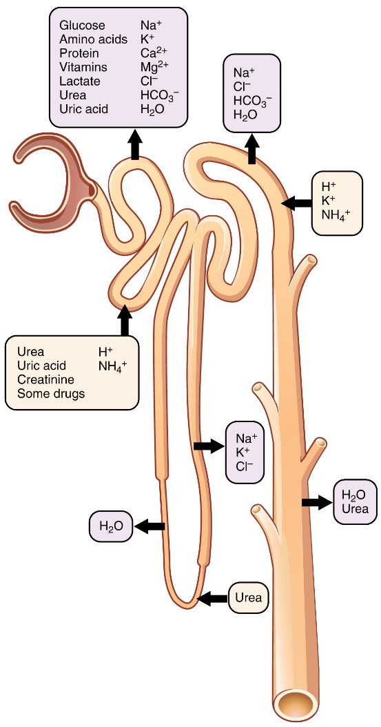 NCERT Solution for Class 10 Science Chapter 6 - image 2