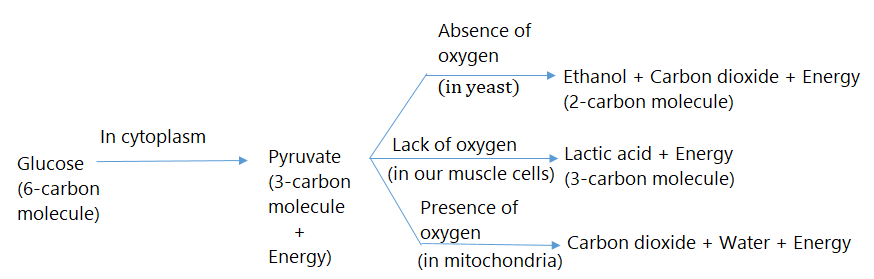 NCERT Solution for Class 10 Science Chapter 6 - image 1
